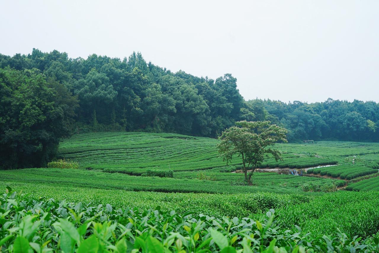 The Mountain Hotel Hangzhou Esterno foto